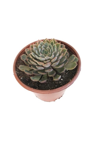 Özel Cins İthal Anaç Sukulent 18 'lik Saksıda