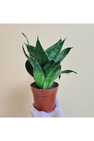 Yeşil Paşa Kılıcı – Sansevieria Hahnii 2 Adet
