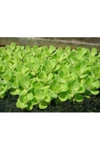 Su Marulu Su Üstü Bitkisi Suyu Filtreler, Temizler Pistia 1 Adet 7-10 Cm Akvaryum Bitkisi