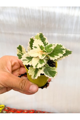 Adaçayı Kokulu Sarkıcı Sukulent Beyaz Alacalı Variegata Plectranthus Madagascariensis Srd