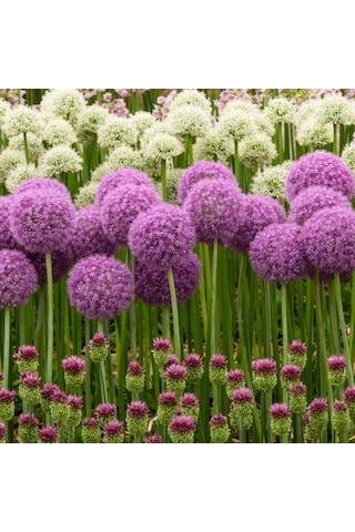 Allium Çiçeği Tohumu Mor Renk 5 Adet Tohum