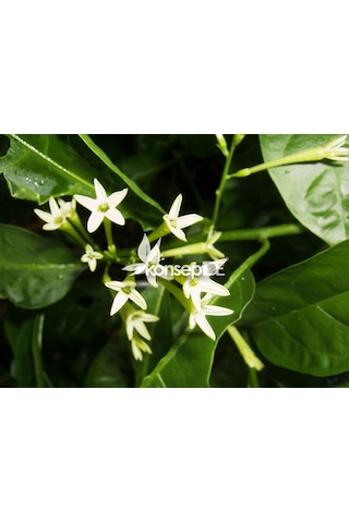 Melisa-Parfüm Çalısı-Gece Yasemini