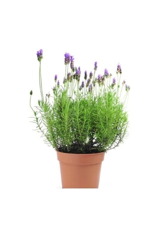 Lavanta Çiçeği Kokulu Aromatik Bahar Bitkisi Balkon Bitkisi