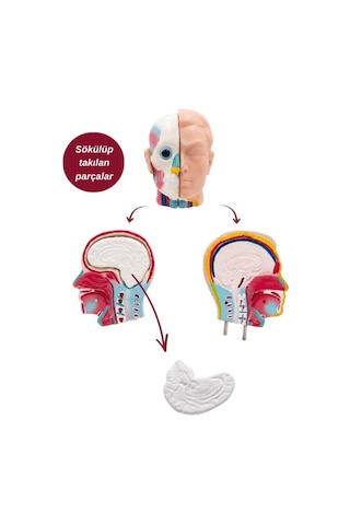Temel Büyük İnsan Vücudu Modeli 45 Cm 69120567