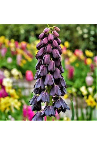 Mor Renkli Fritillaria Persica Ters Lale Soğanı 2 Adet
