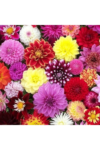 30 Adet Karışık Renkli Dahlia Yıldız Çiçeği Tohumu