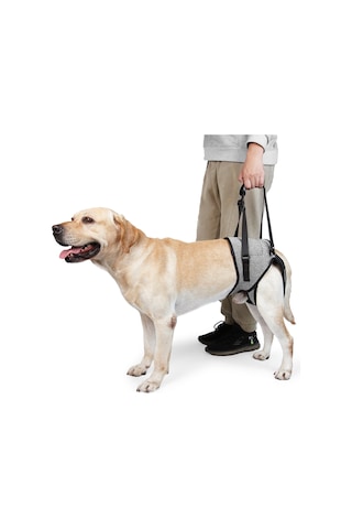 Wezone Yaşlı Ve Engelli Köpekler İçin Destekli Yürüyüş Askısı - Rahat Ve Ayarlanabilir Xl Boy Gri Tasarım Gri