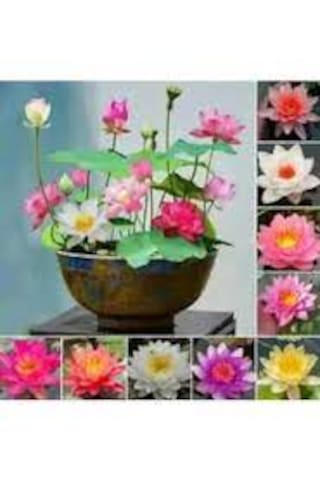 10 Adet Tohum Nadir Karışık Renkli Kase Lotus Çiçeği Tohumu Orga