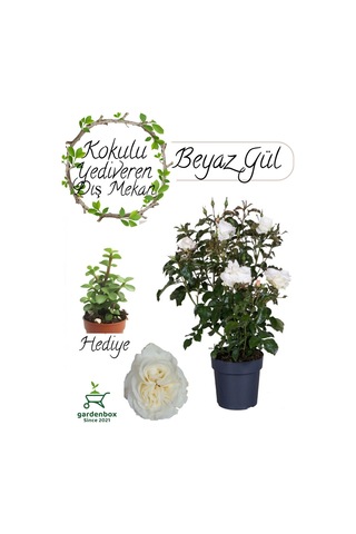 Mis Kokulu Canlı Beyaz Renk Gül 30-40cm+ Yeşim Çiçeği Hediye