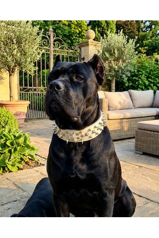 Deri Köpek Koruma Tasması
