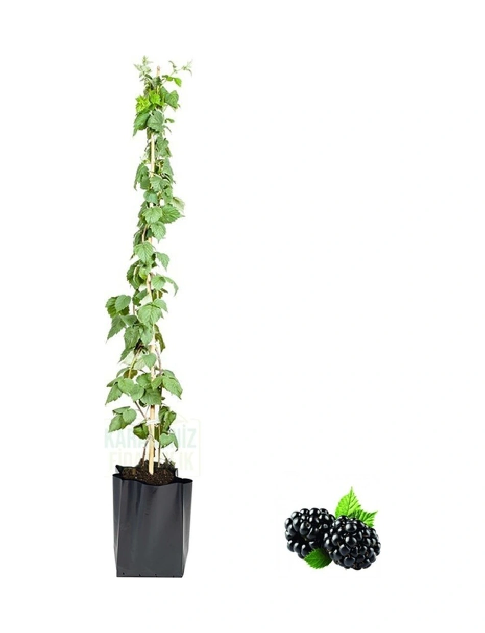 Büyük Meyveli Jumbo Böğürtlen Fidanı 10-20 Cm