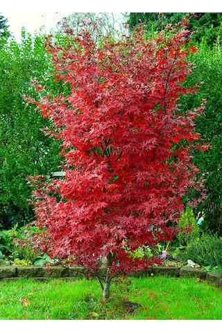 Kırmızı Japon Akçaağacı Acer Palmatum Tohumu 10 Adet