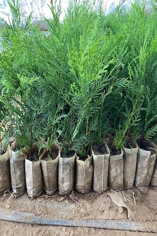 Videolu Hoş Kokulu 20 Adet Leylandi Fidanı 15-25cm Tüplü Leyland Sapling