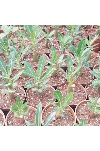 Adenium Çöl Gülü Çiçeği Fidanı
