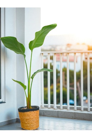 Bitkitürk-starliçe 80/100 Cm Cennet Kuşubofis Salon Ev
