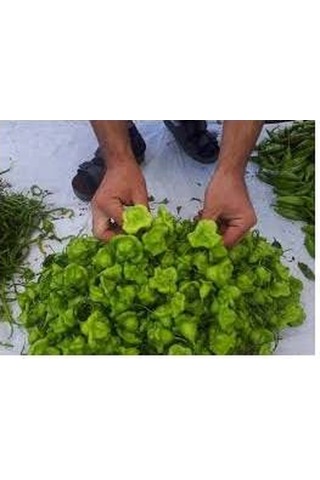 20 Adet Tohum Acı Süs Gül Biberi Nadir Tohumu Süs Biberi Tohumu