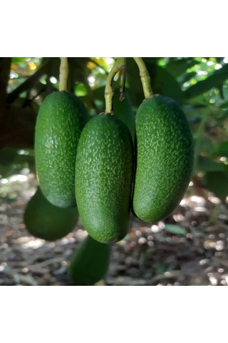 Bebek Avokado 2 Kg