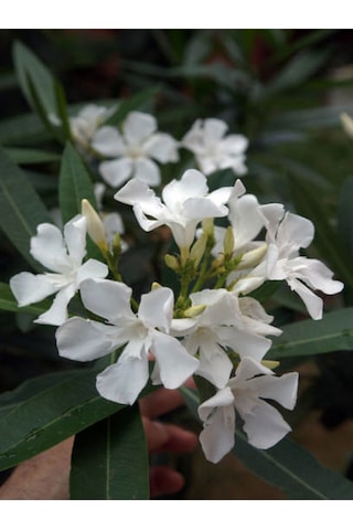 Videolu Zakkum Çiçegi Fidanı Beyaz Renkli 80 100cm 1 Adet Tüplü Dış Mekan Bitkisi White Oleander