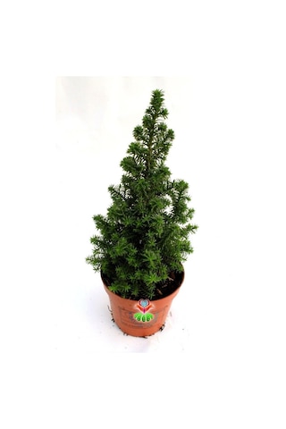 Videolu Chamaecypans Mini Çam Ağacı, Elwoodi Yılbaşı Ağacı 35-45 Cm Saksıda İran Çamı