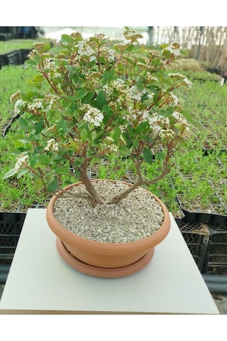 Bonsai Tinus Kartopu - Çiçek Açan Bonsai 7 Yaşında