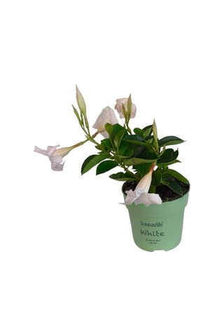 Mandavilla / Sandavilla Çiçeği Beyaz Renk