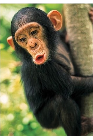 Hayal Sepeti Puzzle Maymun Puzzle 100 Parça 24x34cm