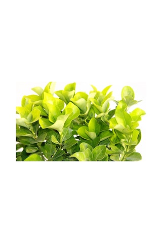 Gold Taflan Euonymus Japonica Aurea Sarı Çit Bitkisi Mavi Saksıda 3 Adet