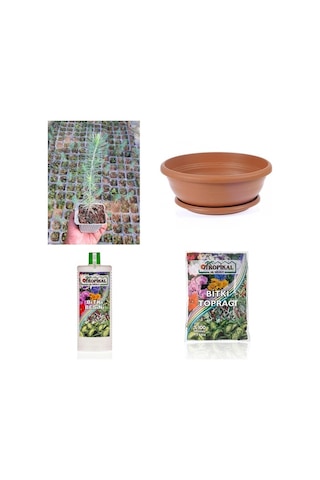 BONSAİ PİNUS SETİ (FİDAN+BONSAİ SAKSI+TOPRAK +BİTKİ BESİNİ)