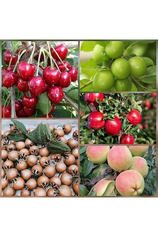 5 Li Aşılı Meyve Fidanı Pakedi Armut, Elma, Muşmula, Kiraz Ve Erik 5 Li Aşılı Meyve Fidanı Pakedi Armut, Elma, Muşmula, Kiraz Ve Erik