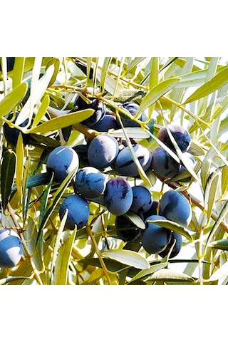 Fidan & Peyzaj - Gemlik Zeytin Fidanı