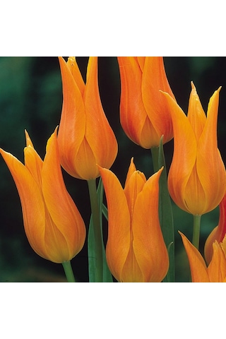 Ballerina Nadir Lale Soğanı 4 Soğan