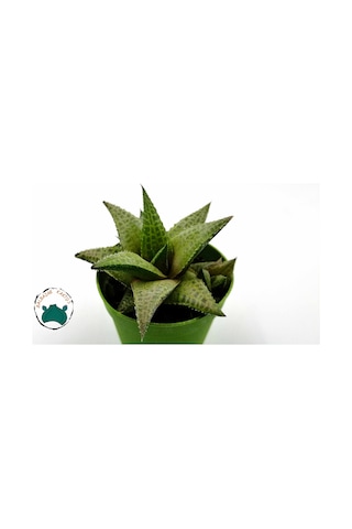 Haworthia Venosa 'Tessellata' (Sukulent) Ø5,5 CM Y0-10 CM