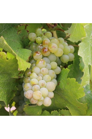 Tüplü Sauvignon Blanc Üzüm Asma-Bağ Fidanı