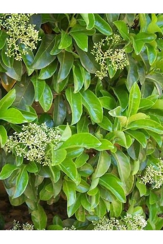 Kartopu Viburnum Lucidum 1 Adet 50-70 Cm Saksılı Dış Mekan Bahçe Peyzaj Çit Bitkisi