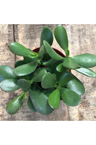 Crassula Ovata - Para Ve Şans Bitkisi - 5 Adet Sukulent - Terary