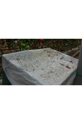 Bytrap Tuta-tut Sinekler İçin Yapışkan Tuzak 5 L