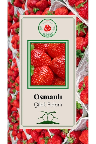 10 Adet Osmanlı Çilek Fidesi Açık Kök ve Taze Söküm (Frigo)
