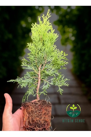 Smaragd Batı Mazısı Fidanı Thuja Occidentalis Smaragd Çam Ağacı 30-40 Cm Diğer