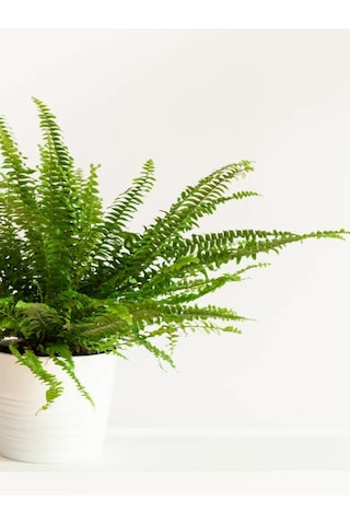 Serada Decor Plant Aşk Merdiveni Fujer Dolgun Formlu 14.5 Saksıda İç Mekan Bitkisi Salon Bitkisi