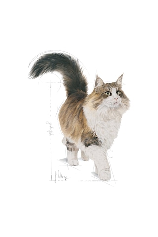 Royal Canin Sterilised Jelly Pouch Kısırlaştırılmış Yetişkin Kedi Yaş Maması 12 x 85 G