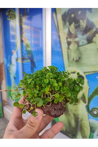 Dichondra Repens "Kayaya Tutturulmuş"