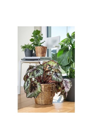Ikea Frıdfull Rattan Saksı, Su Sümbülü 13893885