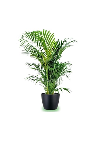 Areka Palmiyesi 100-120 Cm 2 Adet -  Salon Ofis Bitkisi 6125