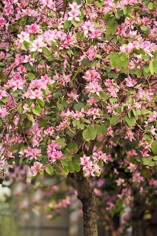 Orkide Ağacı Tohumu[5 Adet Tohum]