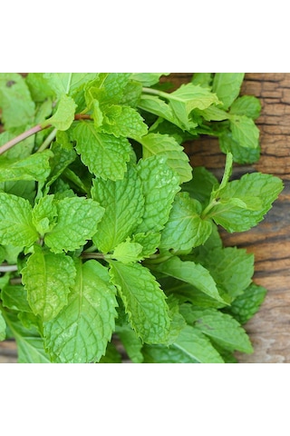 Bykurt Sunagri Nane Tohumu - Aromatik, Tıbbi Özellikli, Çok Yıllık, Kolay Yetiştirilir 100 Adet