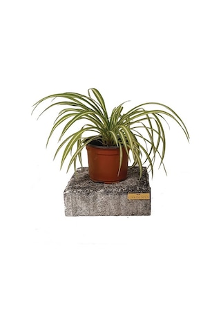 Variegatum Chlorophytum Comosum Kurdele Çiçeği 10-20 Cm