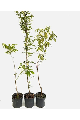 Black Amber Erik Fidanı 2-3 Yaş 70-90 Cm Bol Verimli Soğuğa Dayanıklı
