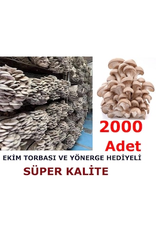 2000 Adet İstiridye Kavak Kayın Yaprak Mantarı Tohumu Ve Ekim Poşetleri 1 Adet
