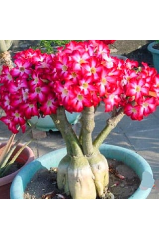1 Adet Tohum Adenium Obesum Afrika Çöl Gülü Bonsai Ağaç Tohumu