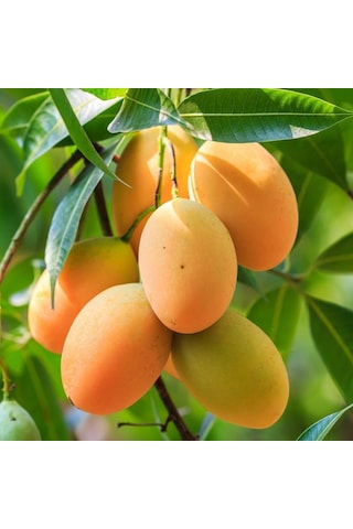 Aşılı Sweet Yellow Mango Fidanı - 2 Yaş - Tüplü 60-70 Cm - Yüksek Şeker Oranlı Lifsiz Sarı Mango